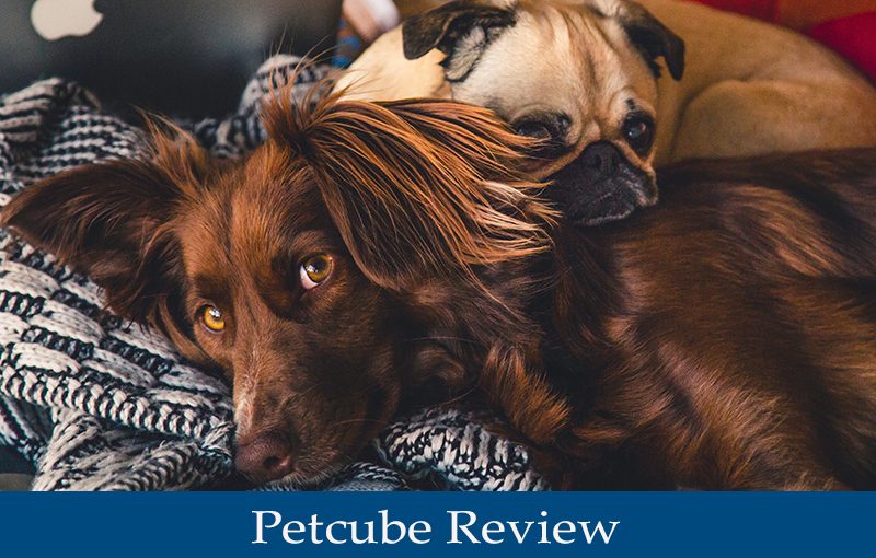 Petcube Review