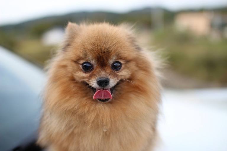 How Much Does a Pomeranian Cost? Herepup