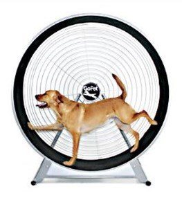 gopet treadwheel for large dogs