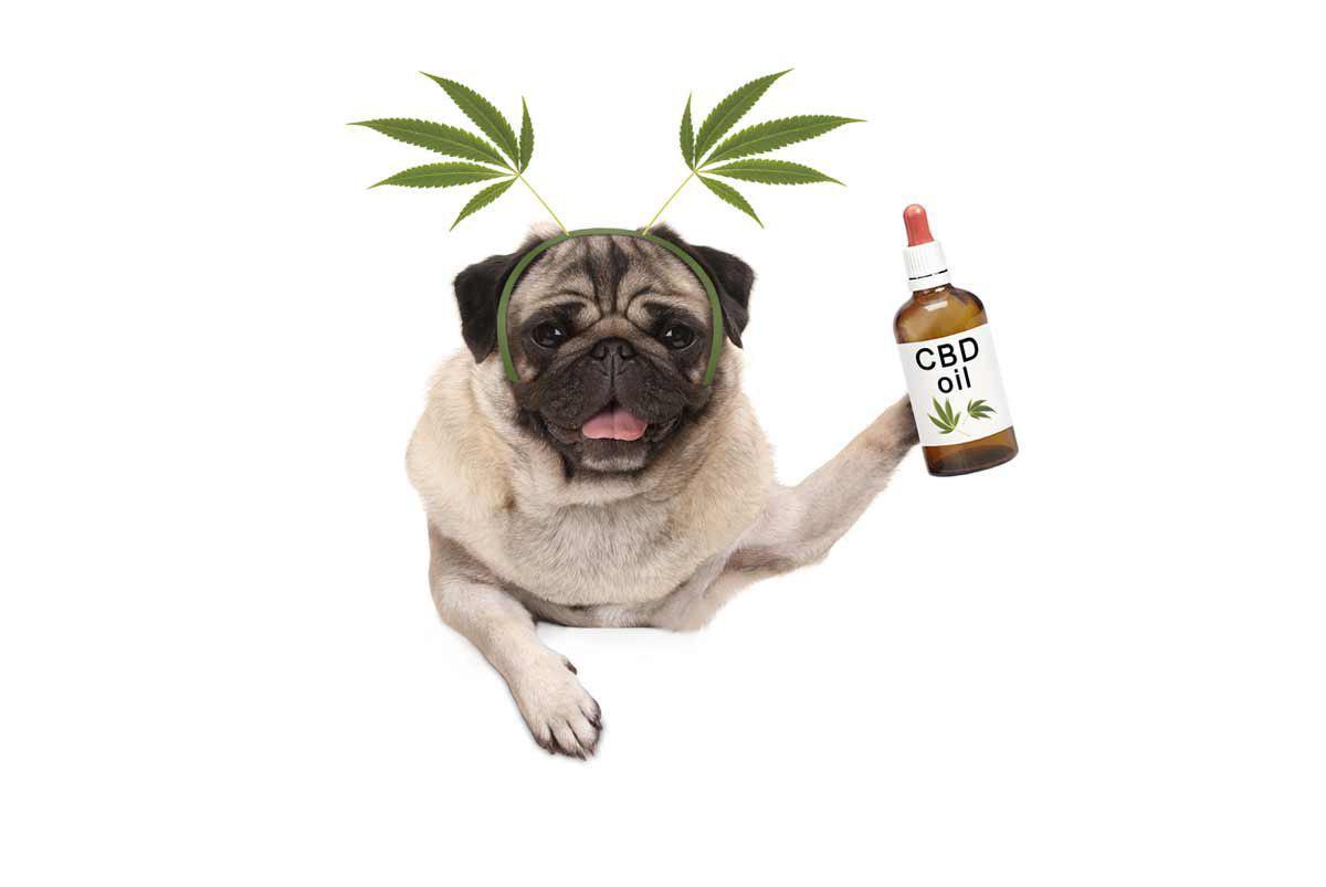 Things You Didn’t Know About CBD for Dogs