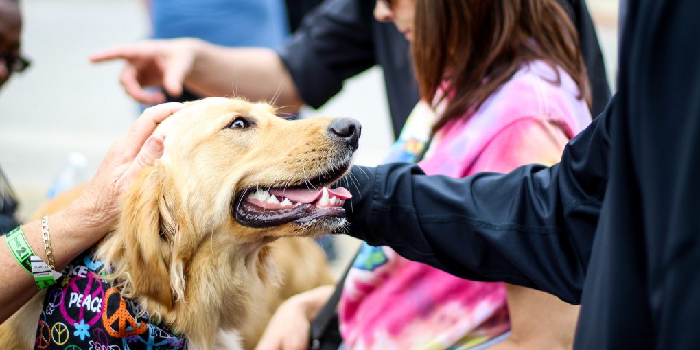 Is Your Emotional Support Dog Document Really in Jeopardy