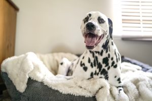 Adorable Dalmatin Dog On Bed