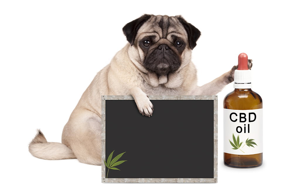 CBD Dog Oil