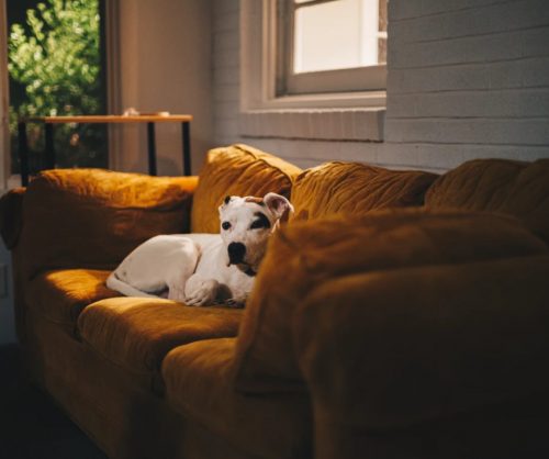 White Dog on Sofa