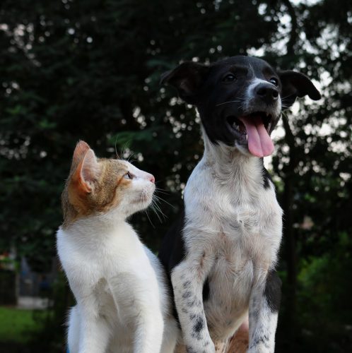 Cat And Dog Picture