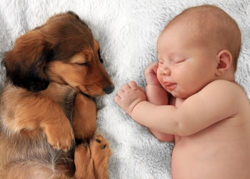 Dog With Baby