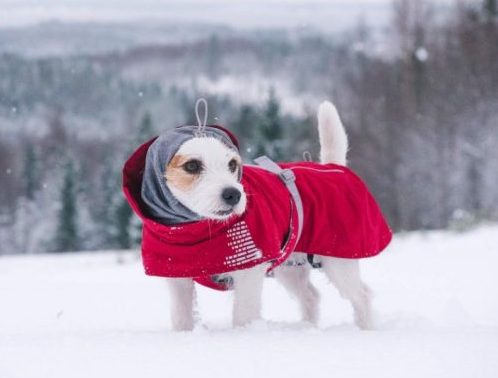 dog snow coat