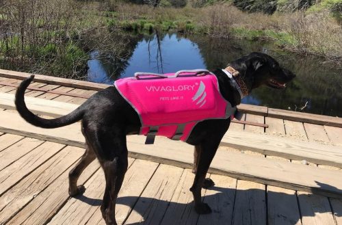 vivaglory dog life jackets