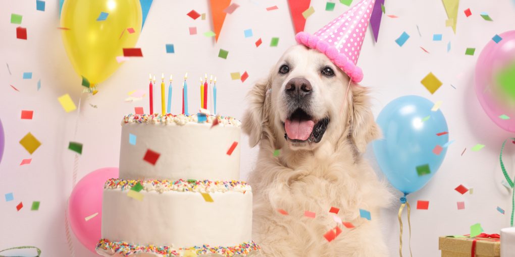 Labrador retriever dog with a birthday cake and a party hat