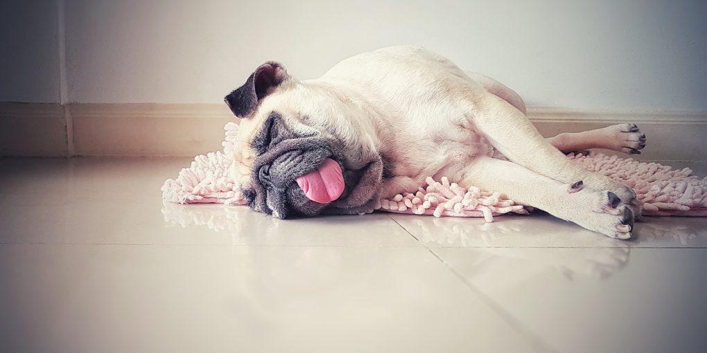 Cute pug dog sleep rest in the floor, over the mat and tongue sticking out