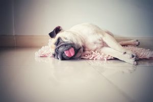 Cute pug dog sleep rest in the floor, over the mat and tongue sticking out