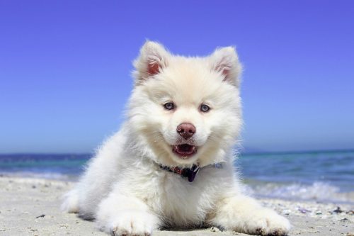 Adorable Dog on Beach
