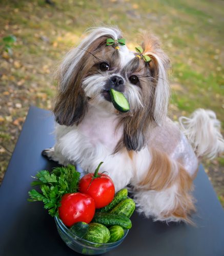Dog With Vegetables
