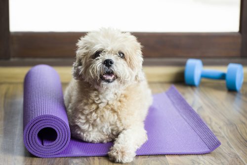 How Can Puppy Yoga Help Your Pet?