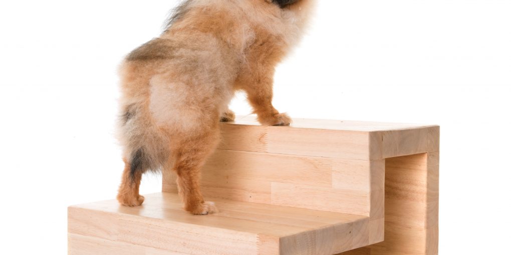 Pomeranian dog stands on the wooden pet stairs