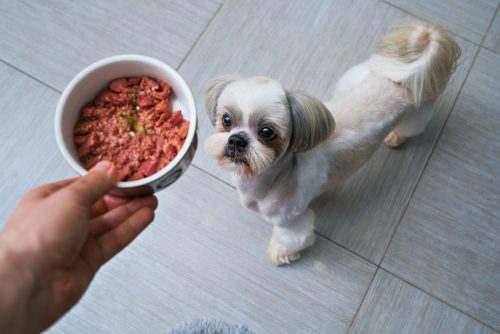 Dog Ready To Get Fed
