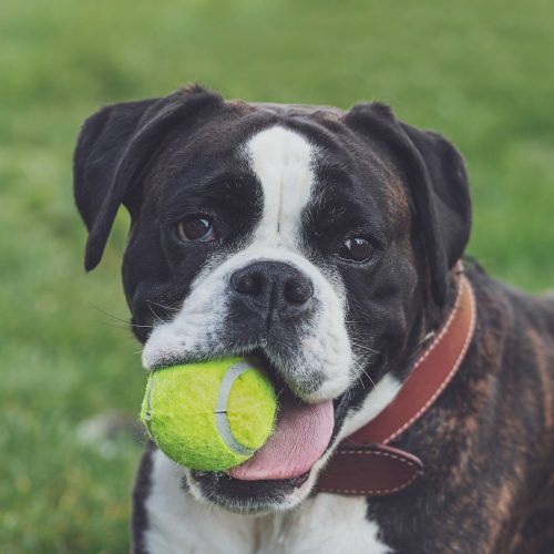 Boxer Chewing a Tennis Ball