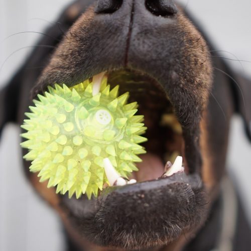 Dog with The Ball In Teeth