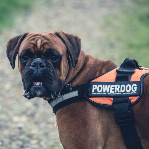 Photo of Service Dog in a Service Dog Vest