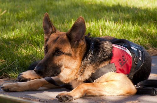 german Shepherd in A Service Dog Vest
