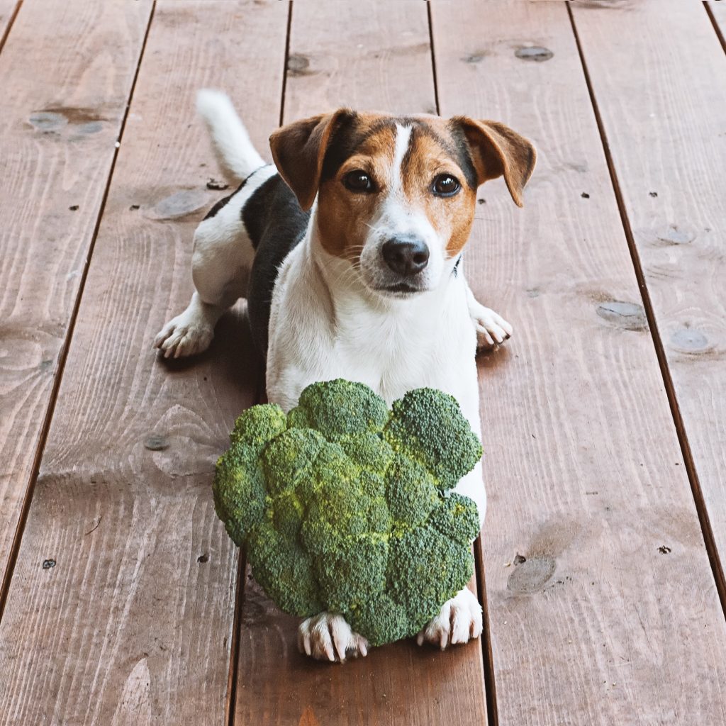 can-dogs-eat-cabbage-is-cabbage-safe-for-dogs-herepup