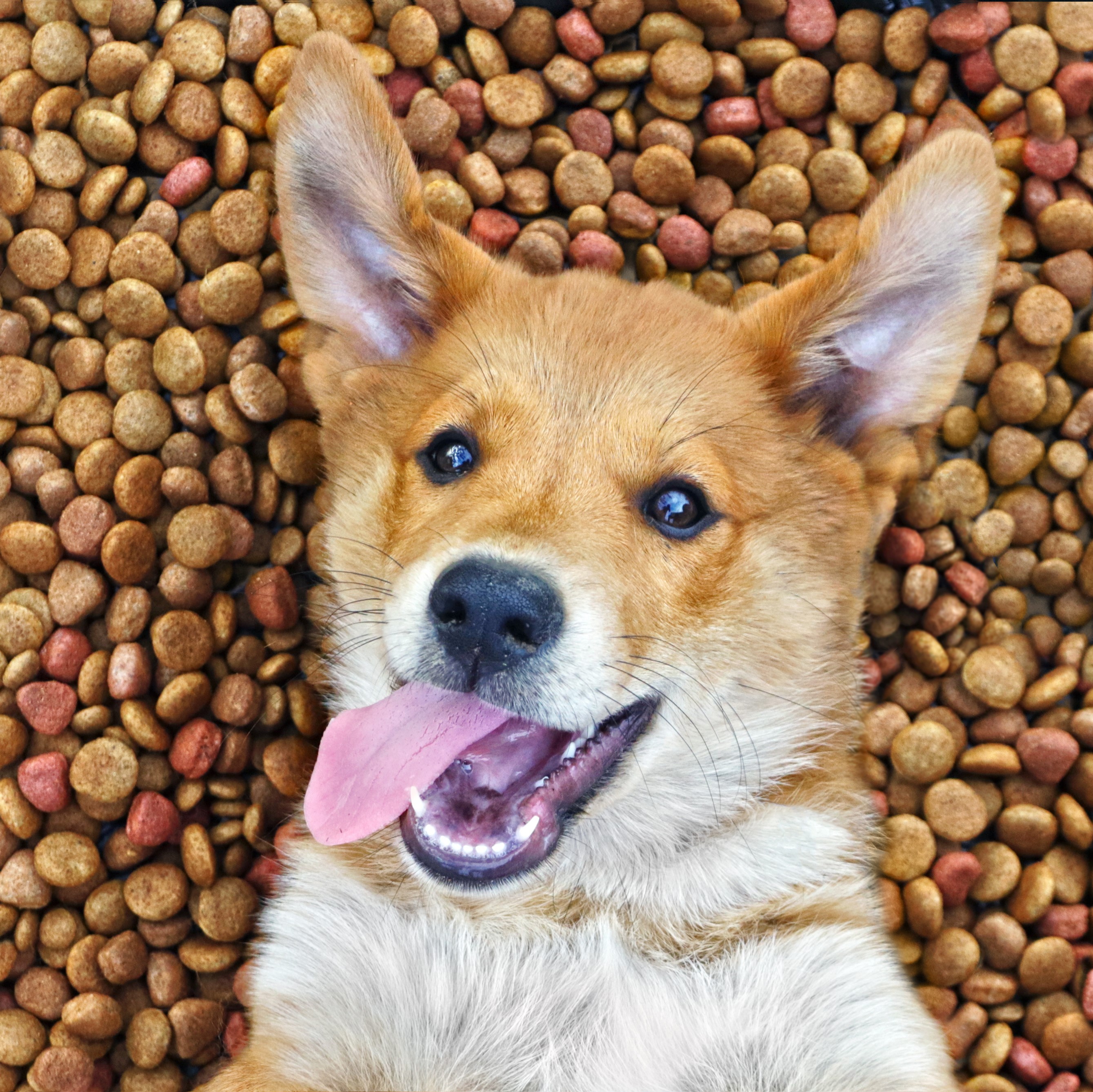 happy and contented dog lies on a large quantity of dry food. Puppy inside a big mound or cluster of food
