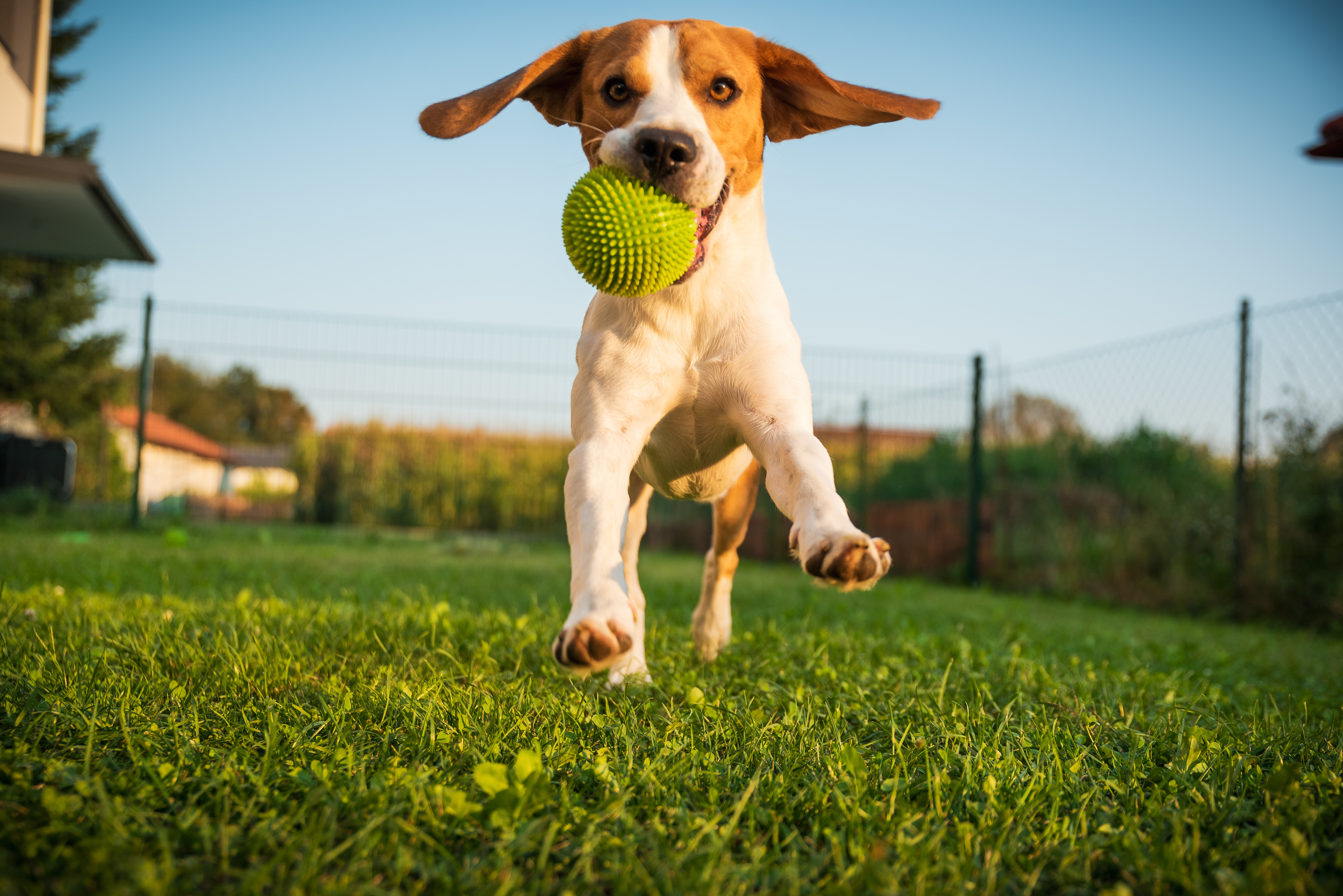 Dog beagle purebred running with a green ball on grass