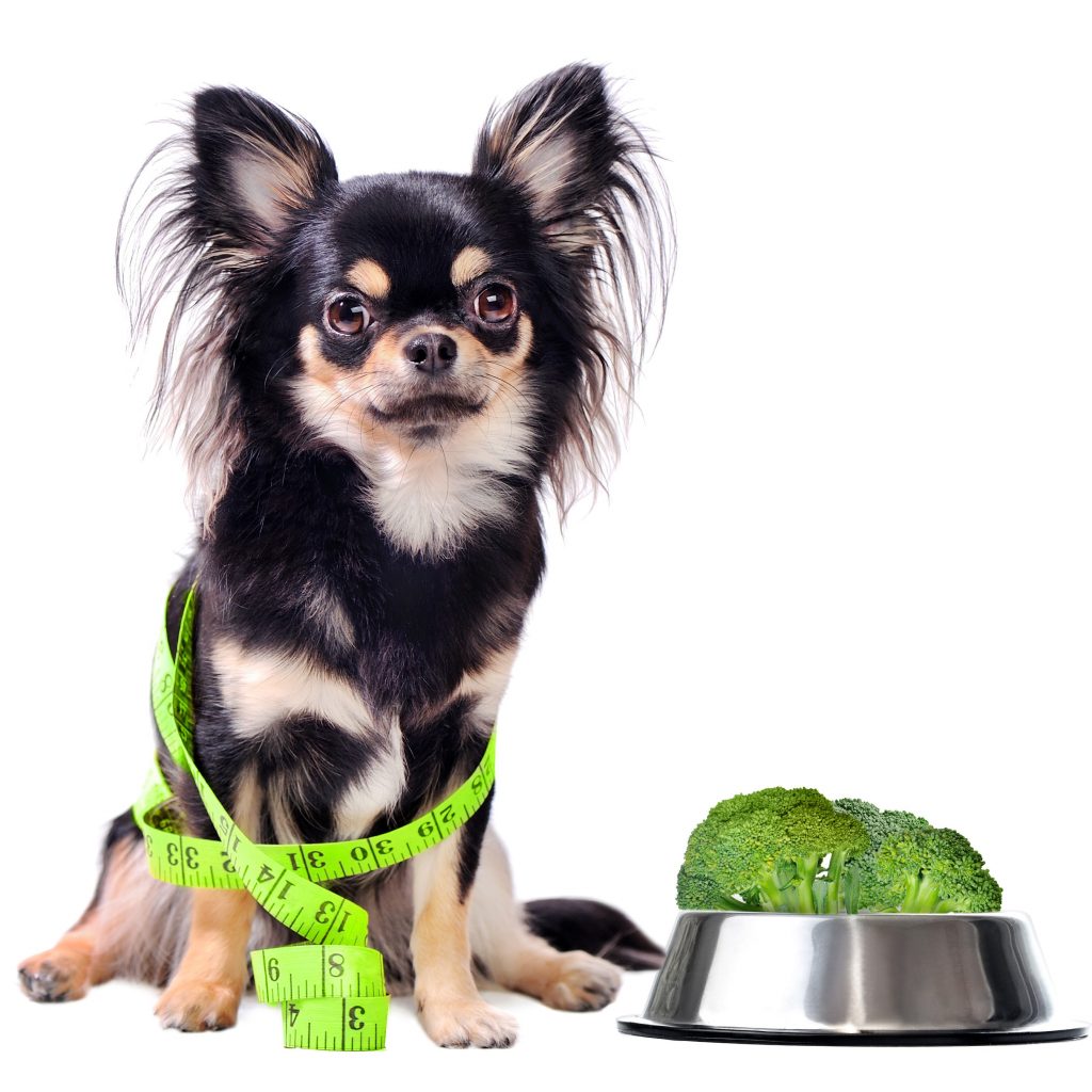 Can Dogs Eat Cabbage? Is Cabbage Safe for Dogs? Herepup