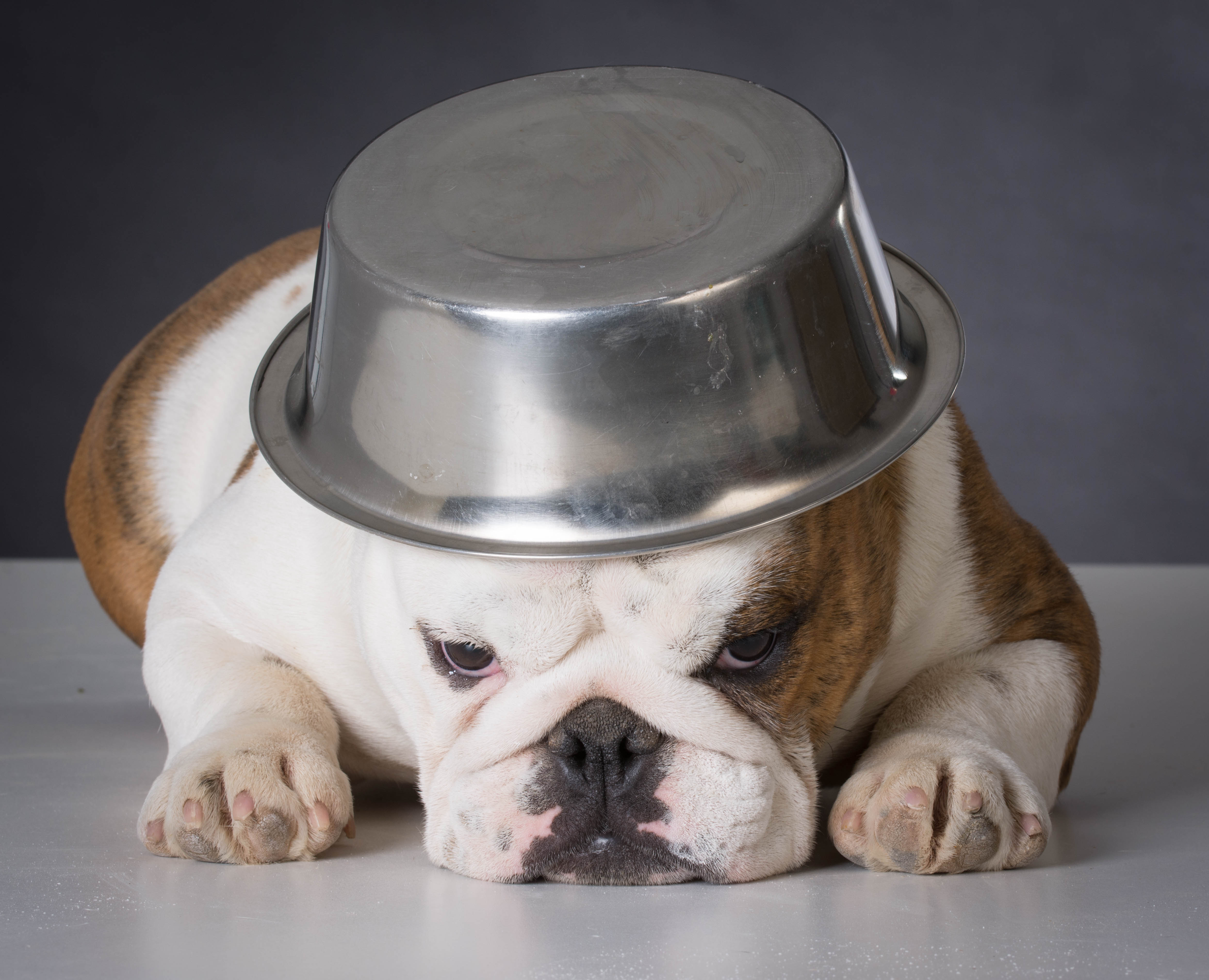 Sad Dog With a Plate on Head