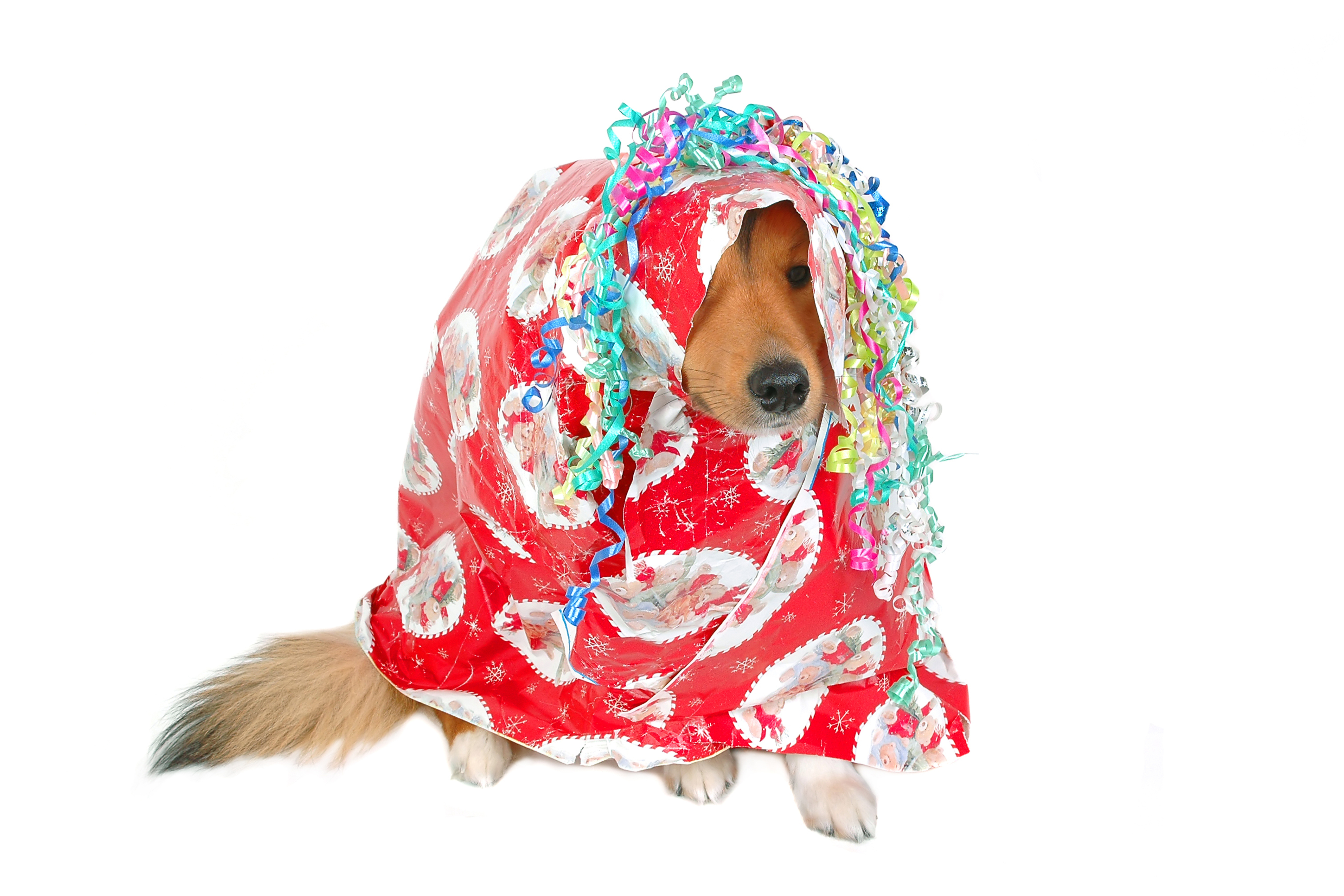 Dog Gift Dog in a Wrapping Gift