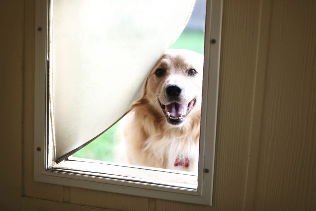 5 Best Automatic Dog Doors Reviews and Purchase Guide Herepup