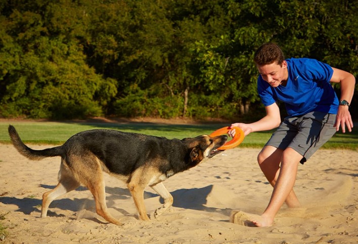 how to teach your dog play frisbee