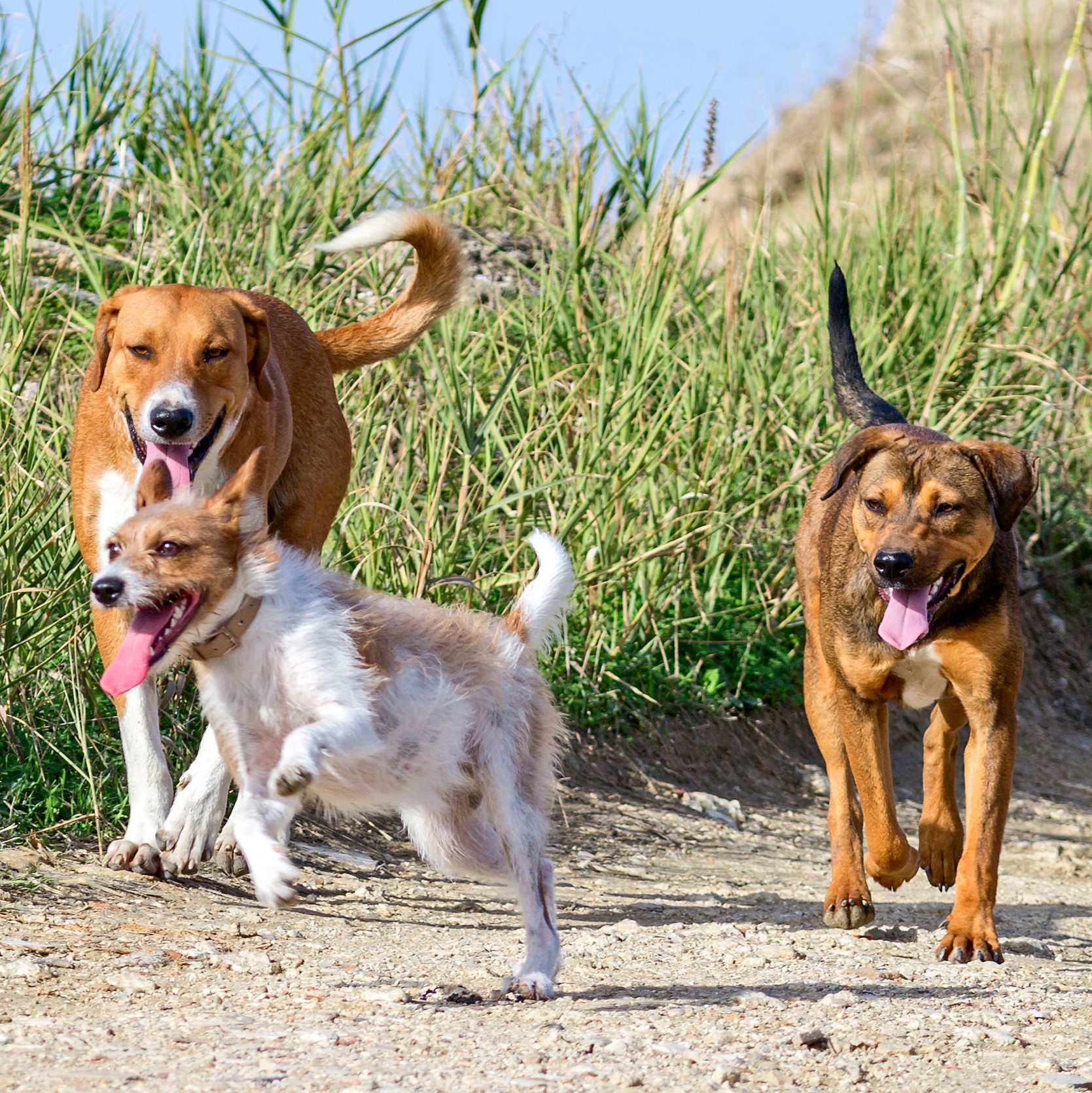 How Long Does A Dog Stay In Heat Herepup