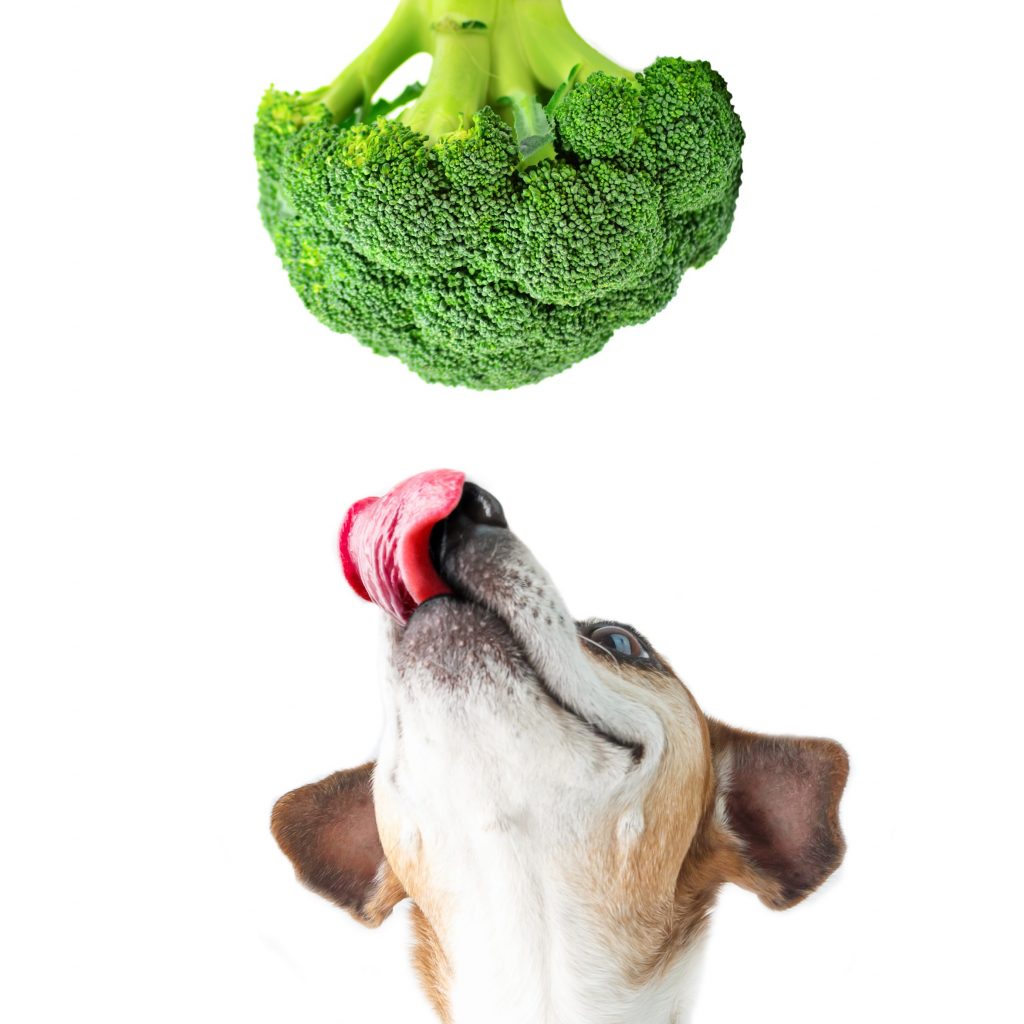 Can Dogs Eat Cabbage? Is Cabbage Safe for Dogs? Herepup