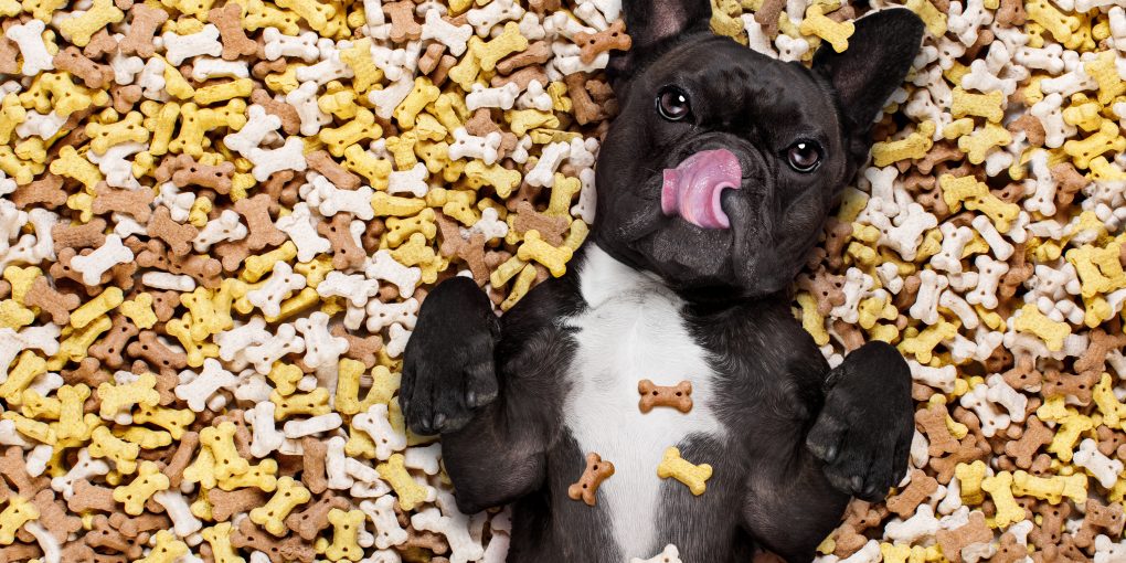 hungry french bulldog dog inside a big mound or cluster of food , isolated on mountain of cookie bone treats as background