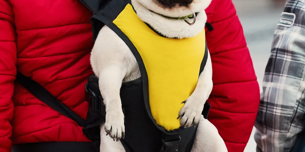Pug in a sling, baby carrier for cute dog