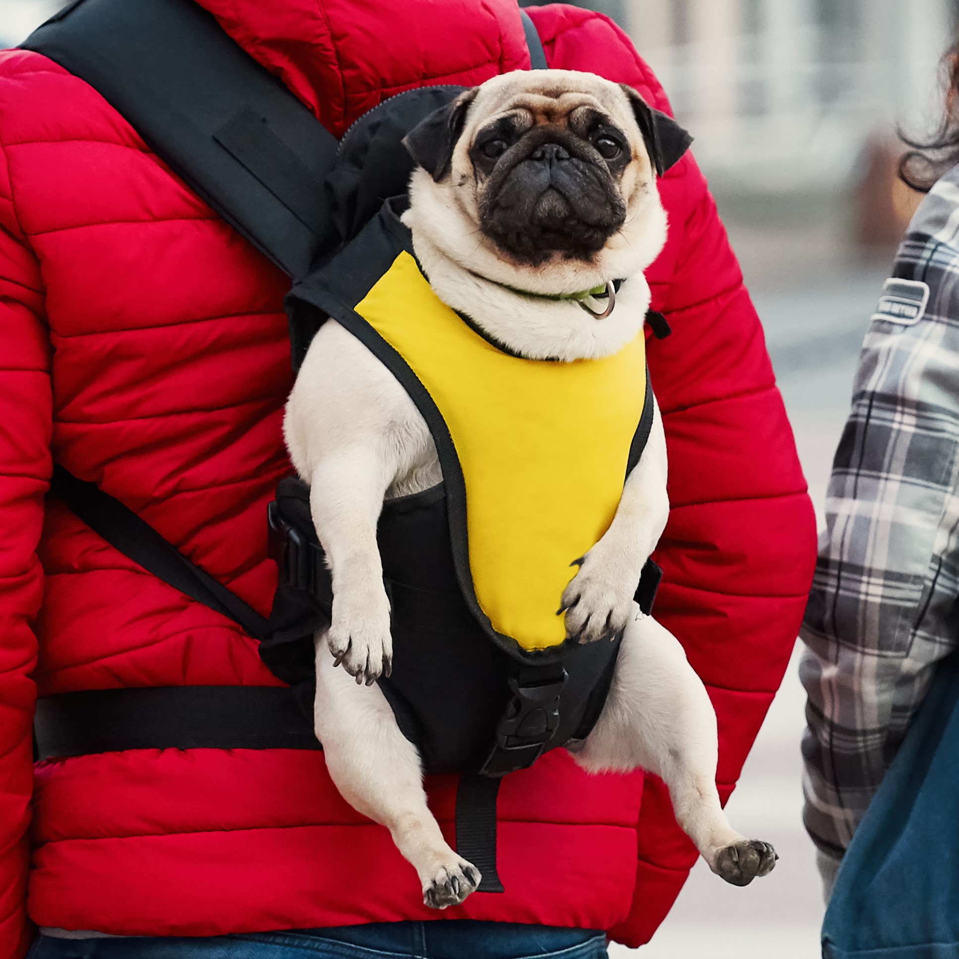 Pug in a sling, baby carrier for cute dog