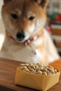 dog looks at white steamed beans