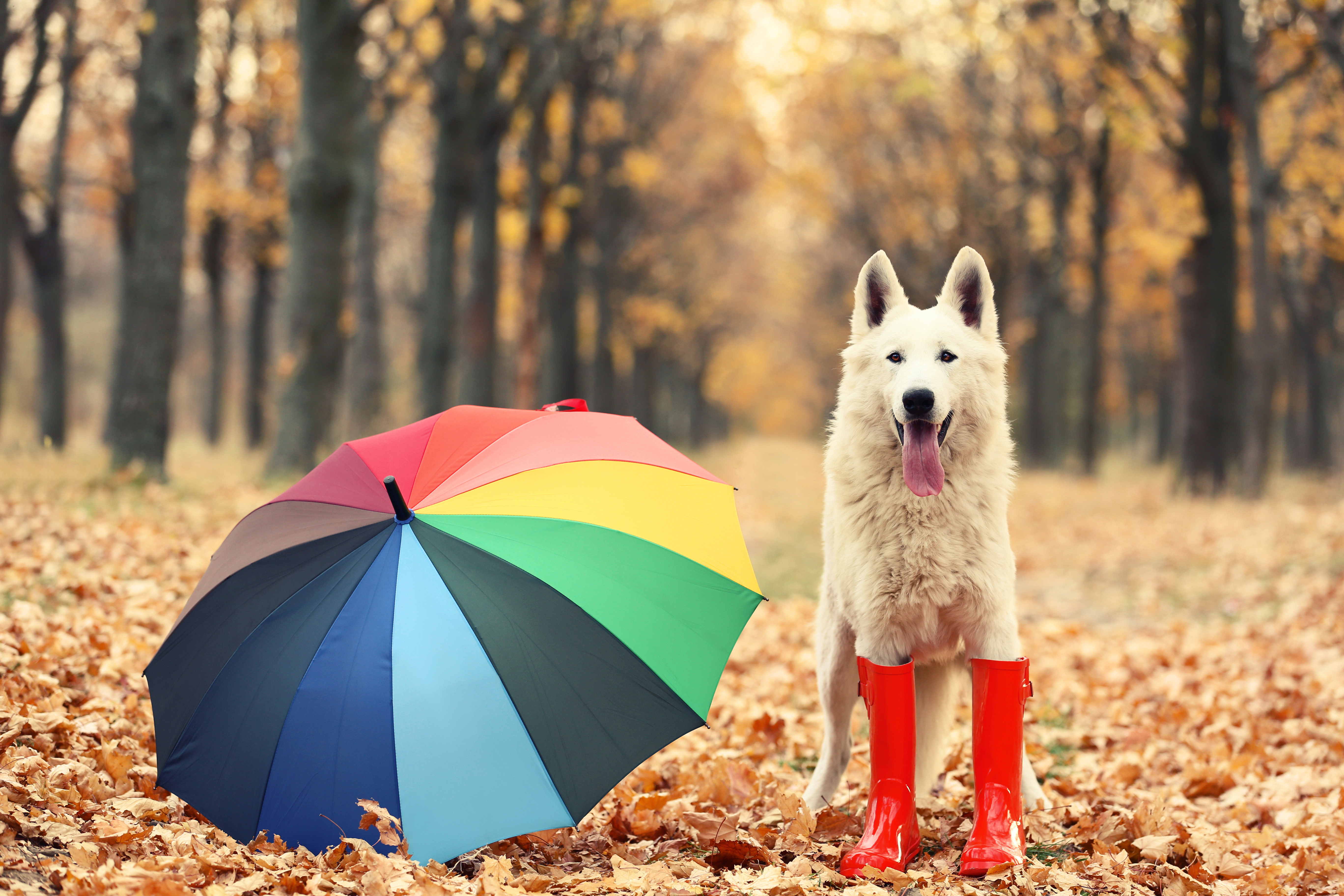White swiss shepherd dog in red rubber boots with colorful umbrella