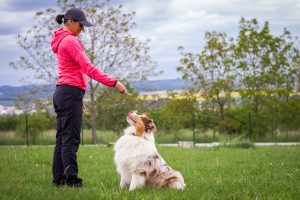Animal trainer giving snack reward to dog after training. Woman and Australian shepherd