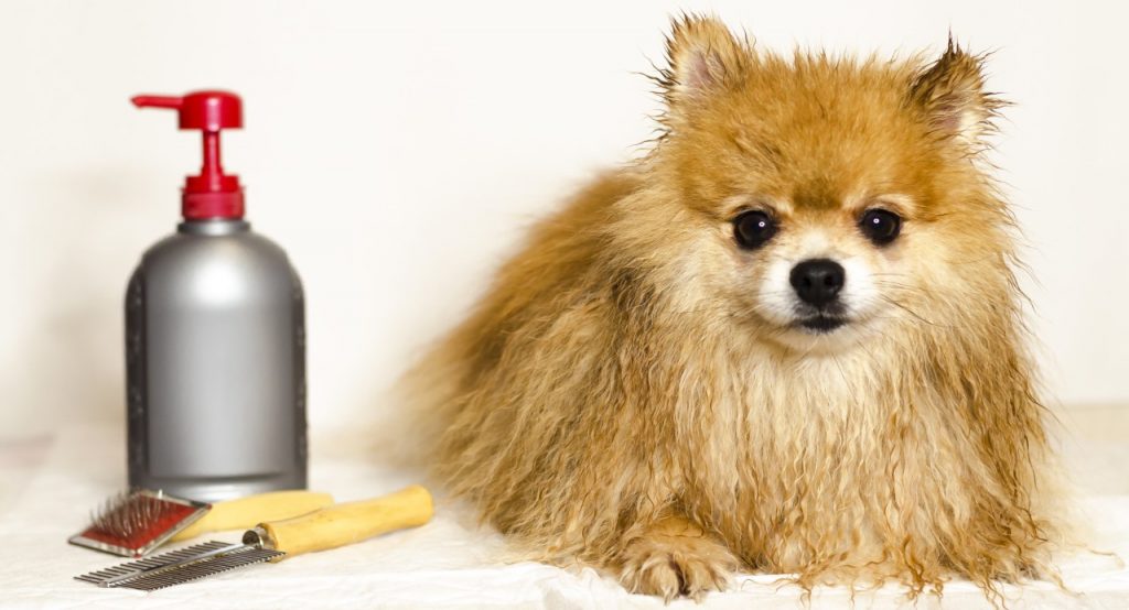 8 Best Flea Shampoo for Dogs of 2020 (Reviews) Herepup