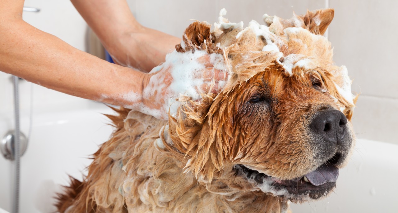 Shampoooing of Dog