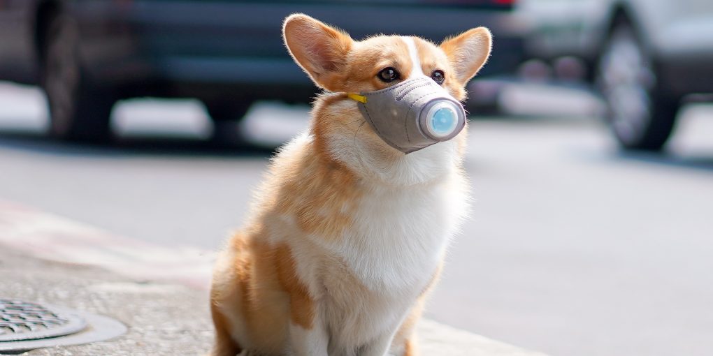 Corgi dog wear dust mask sit on sidewalks with heavy traffic that have dust and air pollution problems