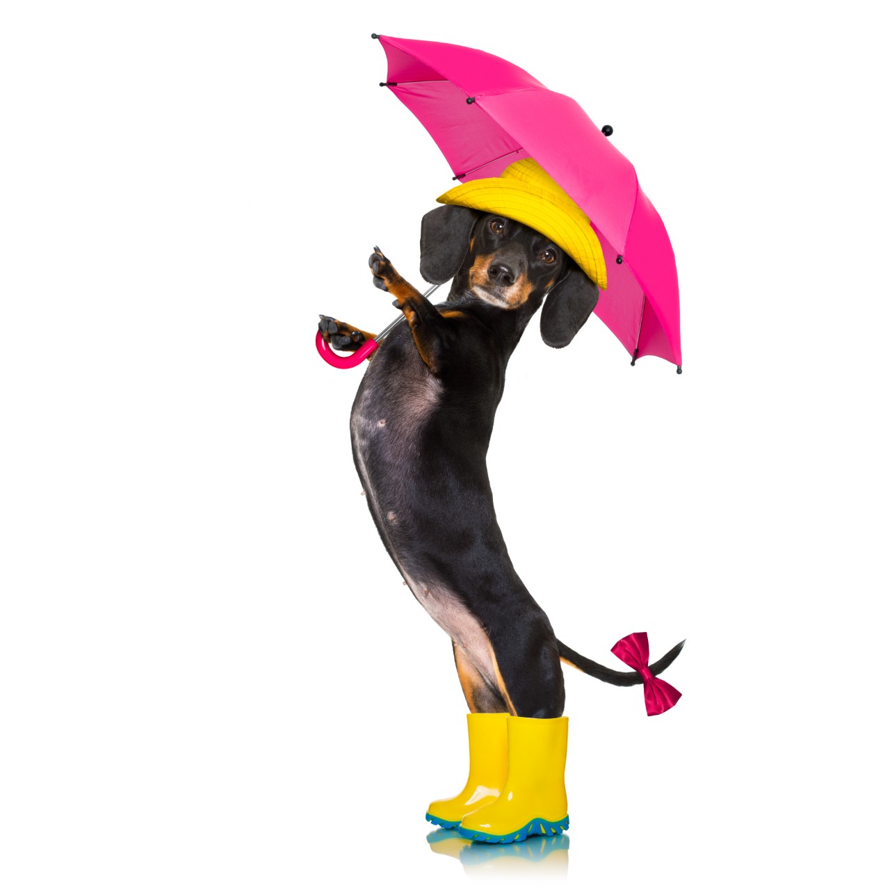 Dog in BootsWith Pink Umbrella