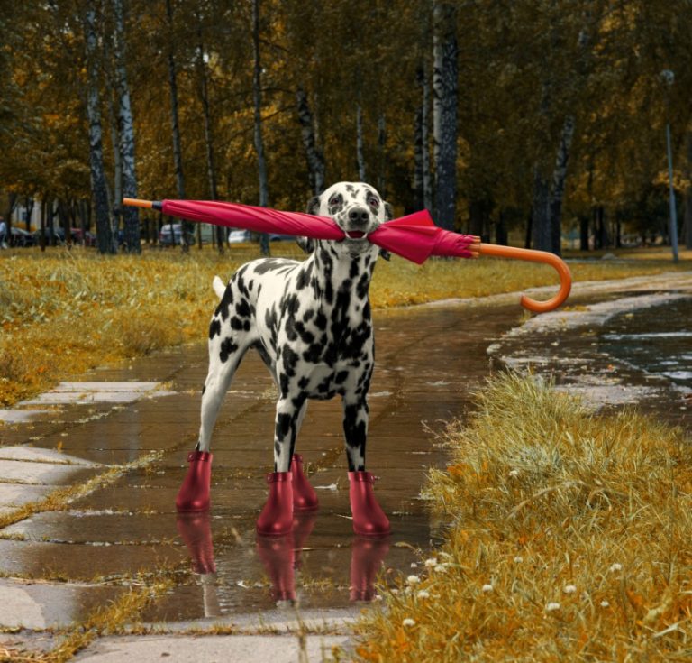 Top 5 Dog Umbrella of 2020 (Rated & Review) Herepup