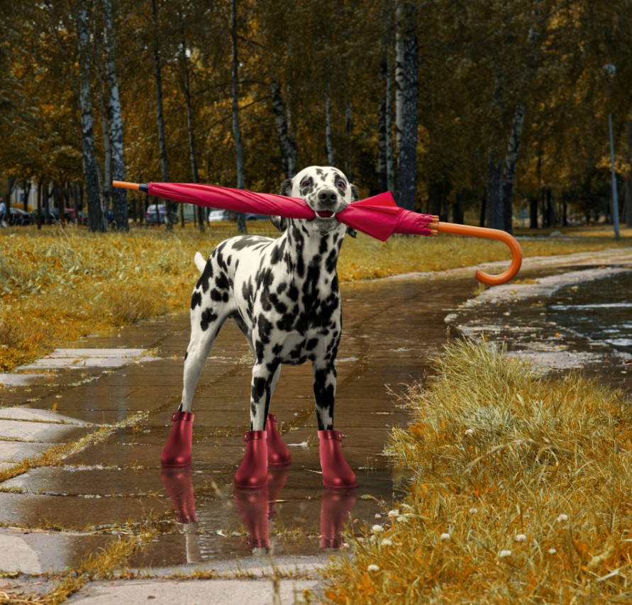 Dog With Umbrella In His Teeth And Boots