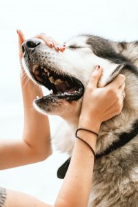 person looking into the mouth of a Husky dog