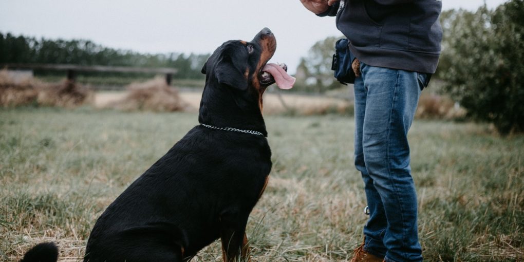 photography of man training a rottweiler