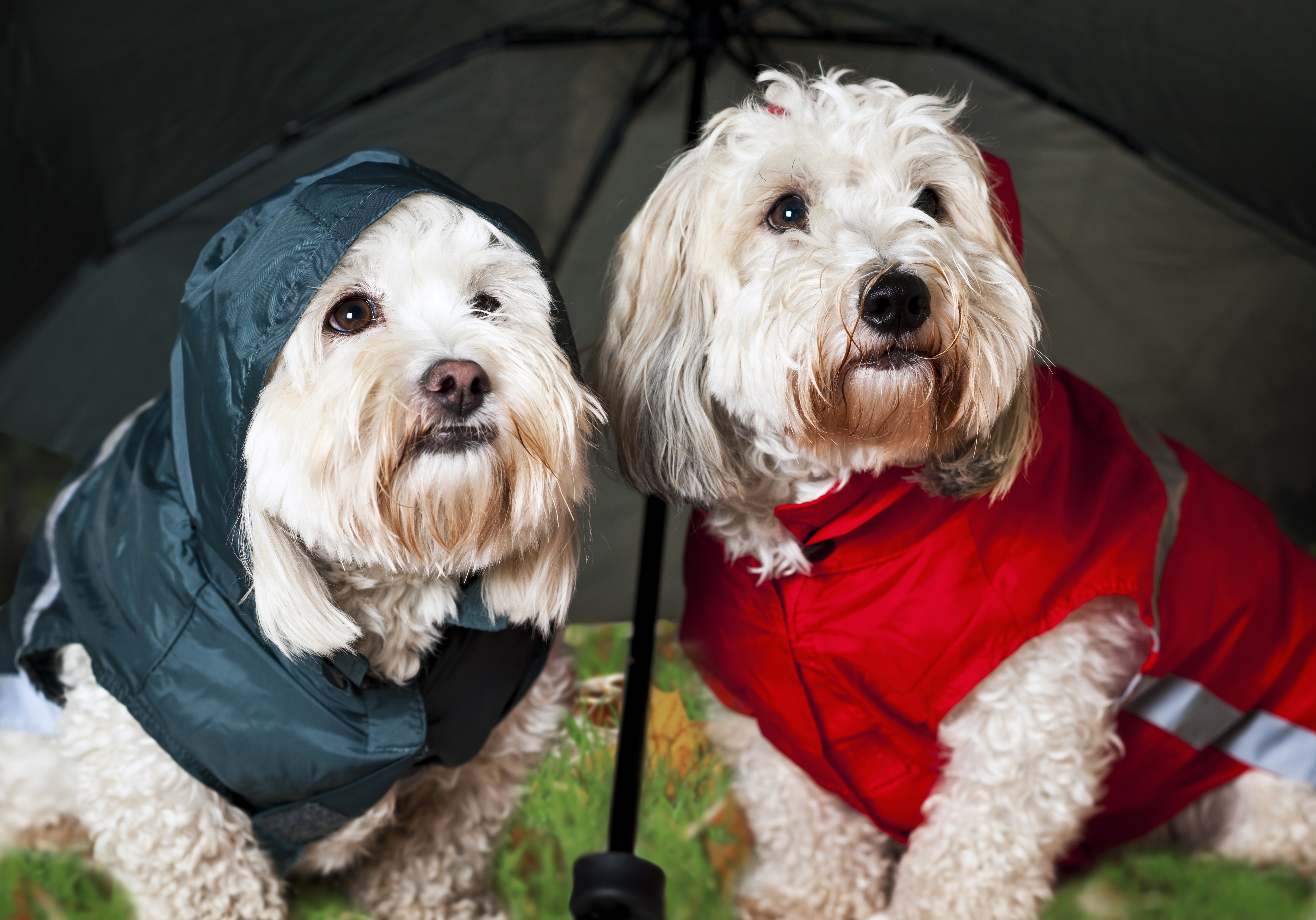 two coton de tulear dogs in raincoats under umbrella