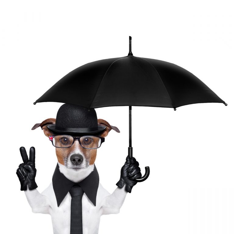 Top 5 Dog Umbrella of 2020 (Rated & Review) Herepup